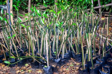 Bahçede ekilmeye hazır bir grup genç mangrov.