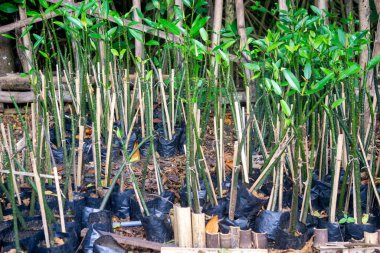 Bahçede ekilmeye hazır bir grup genç mangrov.