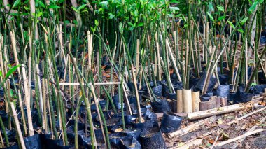 Bahçede ekilmeye hazır bir grup genç mangrov.