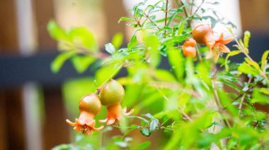 Nar (Punica granatum, delima). Narlar antioksidan açısından zengindir ve LDL veya vücuttaki kötü kolesterolün oksitlenmesini engelleyebilir..
