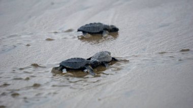 Yumurtadan yeni çıkmış yavru kaplumbağalar kumsalda yürürler. Deniz hayvanları