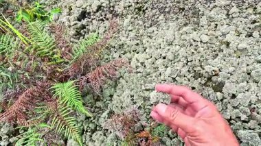 Volkanik bir kraterin kenarında çeşitli boyutlarda kayalar var..