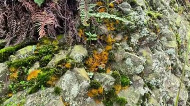 Tepenin kayalarında büyüyen yosunlar sararmaya başlıyor.