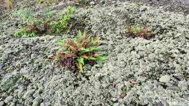 Yeşil eğreltiotları (Pakistanlılar) volkanik kraterlerin yanındaki kayalarda yetişir.