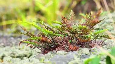 Yeşil eğreltiotları (Pakistanlılar) volkanik kraterlerin yanındaki kayalarda yetişir.