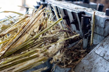 Esmer şeker yapma süreci. Esmer şeker, şeker kamışından yapılır..