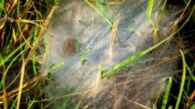 Yerdeki örümcek ağları. Genellikle çim örümcekleri ve Agelenidae familyasının diğer üyeleri tarafından oluşturulan huni şeklinde ağlardır..