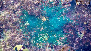 Mercan resiflerinde yeşil algler (Alga hijau, klorofil) bulunur. Kozmetik ürünlerinde de yeşil algler kullanılır..