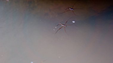 Gerridae (su yürüyücüleri, su sıçrayıcıları, su motorları, su böcekleri, gölet patencileri, su sıçrayıcıları) nehirde bulunur. ayırt edici özellik suyun yüzeyinde hareket edebilme kabiliyetidir.