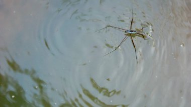 Gerridae (su yürüyücüleri, su sıçrayıcıları, su motorları, su böcekleri, gölet patencileri, su sıçrayıcıları) nehirde bulunur. ayırt edici özellik suyun yüzeyinde hareket edebilme kabiliyetidir.