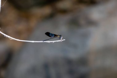 Vestalis Luctuosa (Capung jarum, abanoz mücevheri). Bu yusufçuk çevresel temizliğin bir göstergesi olarak hareket eder..