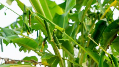 Erionota thrax 'ın (muz zıpzıpzıpı, palmiye kesesi, ulat tuyung) tırtılların yaşadığı ve pupa yaptığı ağaçta sarılmış muz yaprakları..