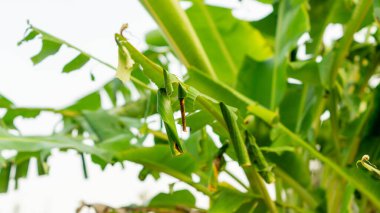 Erionota thrax 'ın (muz zıpzıpzıpı, palmiye kesesi, ulat tuyung) tırtılların yaşadığı ve pupa yaptığı ağaçta sarılmış muz yaprakları..