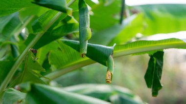 Erionota thrax 'ın (muz zıpzıpzıpı, palmiye kesesi, ulat tuyung) tırtılların yaşadığı ve pupa yaptığı ağaçta sarılmış muz yaprakları..