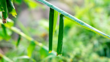 Erionota thrax 'ın (muz zıpzıpzıpı, palmiye kesesi, ulat tuyung) tırtılların yaşadığı ve pupa yaptığı ağaçta sarılmış muz yaprakları..