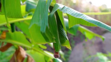 Erionota thrax 'ın (muz zıpzıpzıpı, palmiye kesesi, ulat tuyung) tırtılların yaşadığı ve pupa yaptığı ağaçta sarılmış muz yaprakları..
