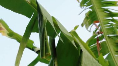 Erionota thrax 'ın (muz zıpzıpzıpı, palmiye kesesi, ulat tuyung) tırtılların yaşadığı ve pupa yaptığı ağaçta sarılmış muz yaprakları..