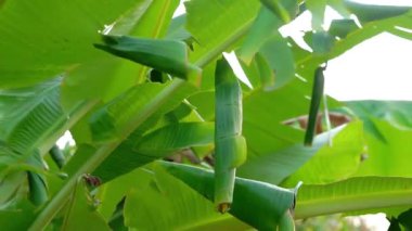 Erionota thrax 'ın (muz zıpzıpzıpı, palmiye kesesi, ulat tuyung) tırtılların yaşadığı ve pupa yaptığı ağaçta sarılmış muz yaprakları..