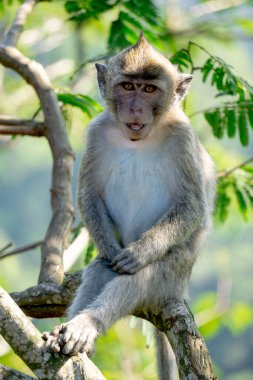 Ağaçta Macaca fascicularis (Monyet kra, kera ekor panjang, monyet ekor panjang). Bu maymunlar genellikle 20-30 kişilik gruplar oluştururlar..