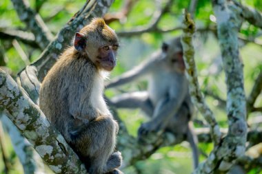 Ağaçta Macaca fascicularis (Monyet kra, kera ekor panjang, monyet ekor panjang). Bu maymunlar genellikle 20-30 kişilik gruplar oluştururlar..