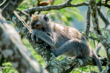 Ağaçta Macaca fascicularis (Monyet kra, kera ekor panjang, monyet ekor panjang). Bu maymunlar genellikle 20-30 kişilik gruplar oluştururlar..