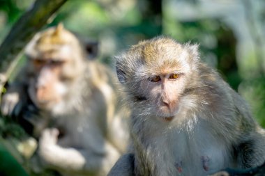 Ağaçta Macaca fascicularis (Monyet kra, kera ekor panjang, monyet ekor panjang). Bu maymunlar genellikle 20-30 kişilik gruplar oluştururlar..