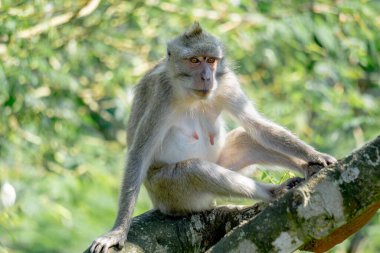 Ağaçta Macaca fascicularis (Monyet kra, kera ekor panjang, monyet ekor panjang). Bu maymunlar genellikle 20-30 kişilik gruplar oluştururlar..