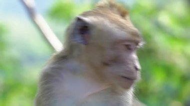 Ağaçta Macaca fascicularis (Monyet kra, kera ekor panjang, monyet ekor panjang). Bu maymunlar genellikle 20-30 kişilik gruplar oluştururlar..