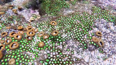 Plesiastrea versipora (Scleractinia, karang hermatipik) denizde. Plesiastrea versipora, Hint ve Pasifik Okyanuslarında bulunan kabuklu bir mercandır..