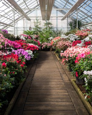 Riga, Letonya. Letonya Üniversitesi Botanik Bahçesi, Azalea Evi. Renkli, parlak açelya çiçekleri.