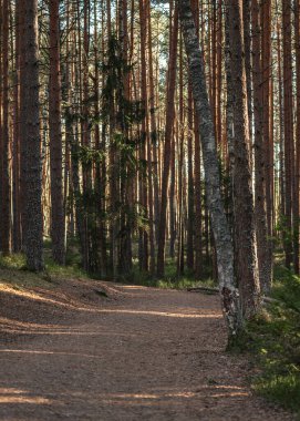 Uzun çam ağaçları ve yemyeşil yeşilliklerle çevrili bir çam ormanında huzurlu bir yürüyüş yolu. Güneş dalların arasından süzülerek orman zeminine yumuşak bir ışık salıyor. Bu sakin sahne bir sakinlik ve doğa ile bağlantı hissini davet ediyor.