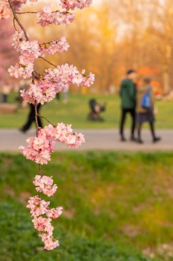Rigas Sakura bahçesinde güzel bir bahar akşamı. İnsanlar sakura ağaçlarının güzelliklerini neşeyle yakalıyorlar, çiçeklerin arasında kendi resimlerini çekiyorlar. Arka planda panoramik dönme dolap akşam güneşinin altın ışığında parlıyor..