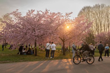 Rigas Sakura bahçesinde güzel bir bahar akşamı. İnsanlar sakura ağaçlarının güzelliklerini neşeyle yakalıyorlar, çiçeklerin arasında kendi resimlerini çekiyorlar. Arka planda panoramik dönme dolap akşam güneşinin altın ışığında parlıyor..