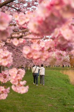 Rigas Sakura bahçesinde güzel bir bahar akşamı. İnsanlar sakura ağaçlarının güzelliklerini neşeyle yakalıyorlar, çiçeklerin arasında kendi resimlerini çekiyorlar. Arka planda panoramik dönme dolap akşam güneşinin altın ışığında parlıyor..