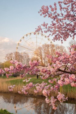 Rigas Sakura bahçesinde güzel bir bahar akşamı. İnsanlar sakura ağaçlarının güzelliklerini neşeyle yakalıyorlar, çiçeklerin arasında kendi resimlerini çekiyorlar. Arka planda panoramik dönme dolap akşam güneşinin altın ışığında parlıyor..