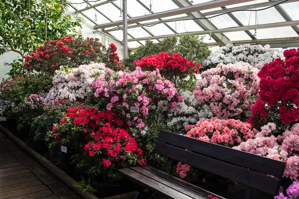 Botanik bahçesinde açan renkli açelyalar, ilkbaharda yeşil yapraklarla çevrili pembe, mor ve beyaz tonlarında..