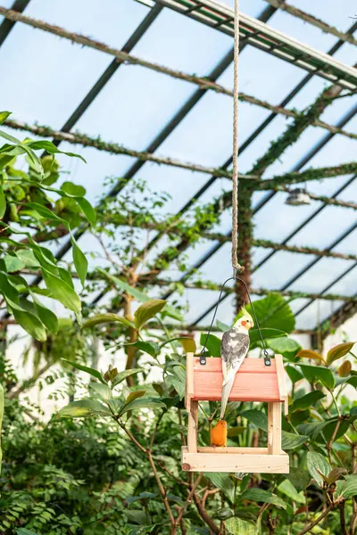 Bir papağan ve bir kanarya botanik bahçesinin tropikal evindeki bir kuş kafesinin içine tünemiş. Parlak papağan renkleriyle kanarya sarı tüyleri, yemyeşil ve canlı tropikal bitkilerle çevrili.