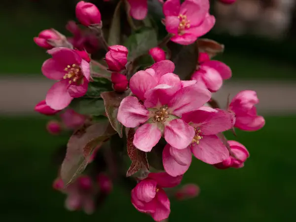 Baharda çiçek açan koyu pembe elma ağacının yakın plan görüntüsü. Yumuşak, doğal bir arka plan çiçeklerin canlı rengini güçlendirir.