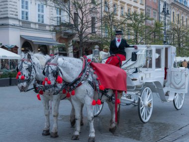 Polonya, Krakow 'un tarihi merkezinde beyaz atlı zarif beyaz bir araba romantik ve geleneksel bir şehir deneyimi sunuyor..