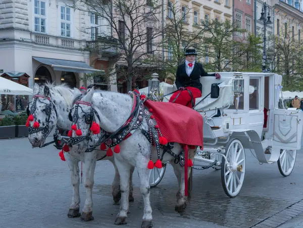 Polonya, Krakow 'un tarihi merkezinde beyaz atlı zarif beyaz bir araba romantik ve geleneksel bir şehir deneyimi sunuyor..