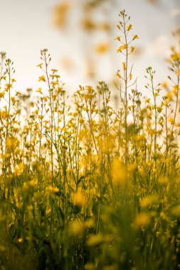 Parlak bir gökyüzünün altında tüm tarlayı kaplayan canlı sarı kolza tohumu çiçekleri. Çiçek açan kanola bitkileri bahar veya yaz başında çarpıcı ve renkli bir kırsal alan oluşturur..