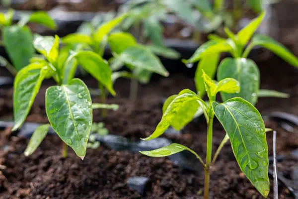 Bahçe yatağında düzgün sıralarda yetişen genç dolmalık biber tohumları. Koyu topraktan çıkan taze yeşil yapraklar, ilkbaharda sebze yetiştirmenin ilk aşamalarını temsil ediyor..