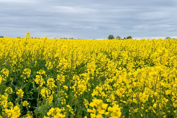 Sarı çiçeklerle açan kolza tohumu tarlası