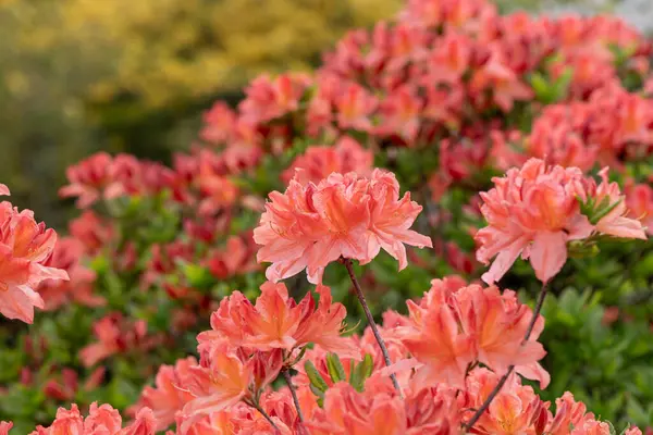 Canlı bir turuncu rhododendron çiçeği bulutu çarpıcı, yoğun bir çiçek görüntüsü yaratır..