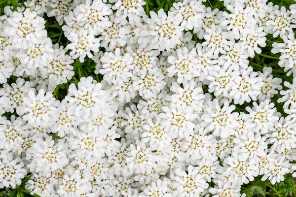 Beyaz çiçeklerden oluşan yumuşak bir halı yere yayılarak narin ve huzurlu bir çiçek örtüsü oluşturuyor. Sayısız minyatür çiçekler ışıkta parlayan doğal bir duvar halısı oluşturur, saflığı, sükuneti ve baharın narin güzelliğini anımsatır.