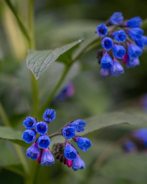 Hassas bir akciğer otu bitkisi (Pulmonaria) çiçek açmış, desenli yeşil yapraklardan oluşan bir yatağın üzerinde genellikle benekli yumuşak mavi çiçek kümeleri sergiliyor..