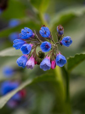 Hassas bir akciğer otu bitkisi (Pulmonaria) çiçek açmış, desenli yeşil yapraklardan oluşan bir yatağın üzerinde genellikle benekli yumuşak mavi çiçek kümeleri sergiliyor..