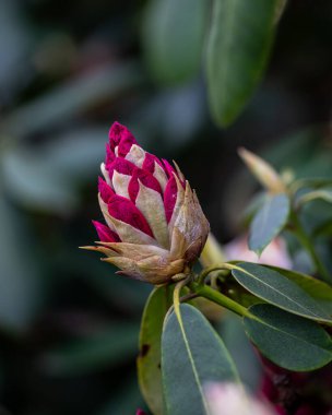  Canlı bir menekşe rengi rhododendron çiçeği tomurcuğu. Sıkıca kapatılmış, parlak mor renkleri ve ince açık kenarları var. Pürüzsüz, parlak yüzey tomurcuğun tazeliğini ve doğal güzelliğini vurgular..