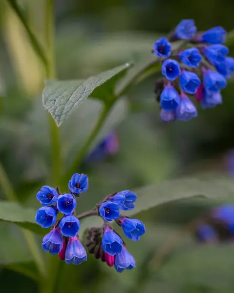 Hassas bir akciğer otu bitkisi (Pulmonaria) çiçek açmış, desenli yeşil yapraklardan oluşan bir yatağın üzerinde genellikle benekli yumuşak mavi çiçek kümeleri sergiliyor..