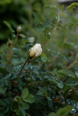 Yeşil yemyeşil yaprakları ve tek bir gül goncası olan yaban gülü çalılarının yakın çekimi. Görüntü, açılmamış çiçeğin narin dokusunu yakalar, canlı yeşilliğe karşı yumuşak bir zıtlıkla, doğal saflığı ve sessiz büyümeyi sembolize eder..